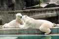 Bozk z polárna medvede v zoologická záhrada 