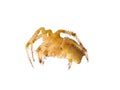 Magnificent orange-colored spider, the Araneus Pallidus Pale Epeira on a white background