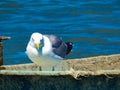 Magnificent yellow-legged gull Larus michahellis which is quietly installed on a boat on the Mediterranean sea near Port-Saint- Royalty Free Stock Photo