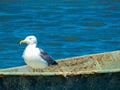 Magnificent yellow-legged gull Larus michahellis which is quietly installed on a boat on the Mediterranean sea near Port-Saint- Royalty Free Stock Photo