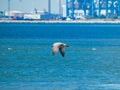 Magnificent juvenile yellow-legged gull Larus michahellis in flight over the water of the Mediterranean sea towards Port-Saint- Royalty Free Stock Photo