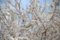 Photo of branches blooming fruit tree/ cherry tree.