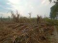 Photo mailed by India. The Indian farmer chopping sugarcane