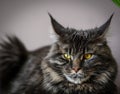 photo of a Maine Coon cat on a light background 7 Royalty Free Stock Photo