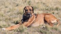 Handsome looking male Rhodesian Ridgeback