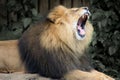 Photo of a male African Lion yawning Royalty Free Stock Photo