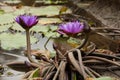 American Bullfrog in Ecuador Royalty Free Stock Photo