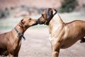 One male and female Rhodesian ridgeback dogs say hello to each other