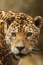 A photo of a male jaguar Royalty Free Stock Photo