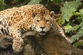 A photo of a male jaguar Royalty Free Stock Photo