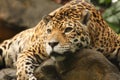 A photo of a male jaguar Royalty Free Stock Photo