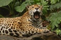 A photo of a male jaguar Royalty Free Stock Photo