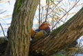 Male mandarin duck sitting next to the water Royalty Free Stock Photo