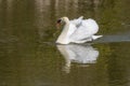 A photo of a male Mute swan being aggressive Royalty Free Stock Photo