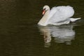 A photo of a male Mute swan being aggressive Royalty Free Stock Photo