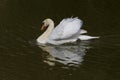 A photo of a male Mute swan being aggressive Royalty Free Stock Photo