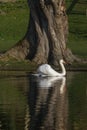 Photo of a male Mute swan Royalty Free Stock Photo