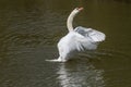 A photo of a male Mute swan stretching his wings Royalty Free Stock Photo