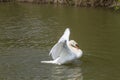 A photo of a male Mute swan stretching his wings Royalty Free Stock Photo