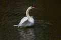 A photo of a male Mute swan stretching his wings Royalty Free Stock Photo