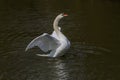 A photo of a male Mute swan stretching his wings Royalty Free Stock Photo