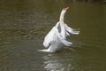 A photo of a male Mute swan stretching his wings Royalty Free Stock Photo