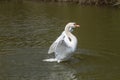 A photo of a male Mute swan stretching his wings Royalty Free Stock Photo