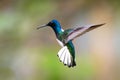 A White-necked Jacobin Florisuga mellivora hovering in flight. Royalty Free Stock Photo