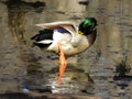 Colorful Preening Mallard Drake Duck Royalty Free Stock Photo