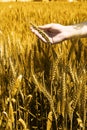 Photo of man hand is holding golden wheat fields Royalty Free Stock Photo