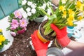 Photo of man`s hands in red gloves transplanting flower Royalty Free Stock Photo