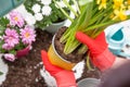 Photo of man`s hands in red gloves transplanting flower Royalty Free Stock Photo