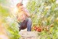 Man smelling tomatoes while harvesting at farm with yellow lens flare in background Royalty Free Stock Photo