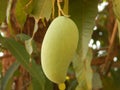 Photo of mangoes nearing ripening