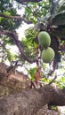 Photo of mangoes in the tree