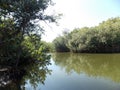 A mangrove swamp near Esterillos Beach, Parrita Village, Costa Rica