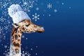 Giraffee in winter Royalty Free Stock Photo