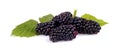 Photo many blackberries with leaves isolated white Royalty Free Stock Photo