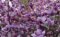 Photo of many blooming branches of a bright pink magnolia densely covered with large flowers Royalty Free Stock Photo