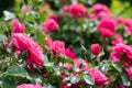 Many flower bushes with red and pink buds. Background strongly out of focus