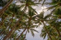 Photo of many palm trees Royalty Free Stock Photo