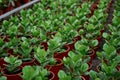 Photo of many vases with green plants in the garden exposed by rows