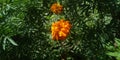 Marigold / Lantana Camara - 130122 - 0924