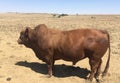 A photo of prize bonsmara stud bull