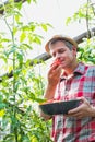 Mature farmer smelling fresh tomato in field