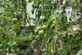 Mature farmer smelling fresh tomato in field