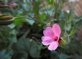 Meadow pink daisy head flowers flower plants plant summer country rural pretty beautiful garden cottage Royalty Free Stock Photo