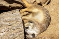 Photo of a meerkat lying on its side scratching a tree Royalty Free Stock Photo