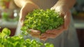 Photo of microgreen and person& x27;s hands in shot, healthy food and vegan diet concept, plant on a blurred background Royalty Free Stock Photo