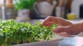 Photo of microgreen and person& x27;s hands in shot, healthy food and vegan diet concept, plant on a blurred background Royalty Free Stock Photo